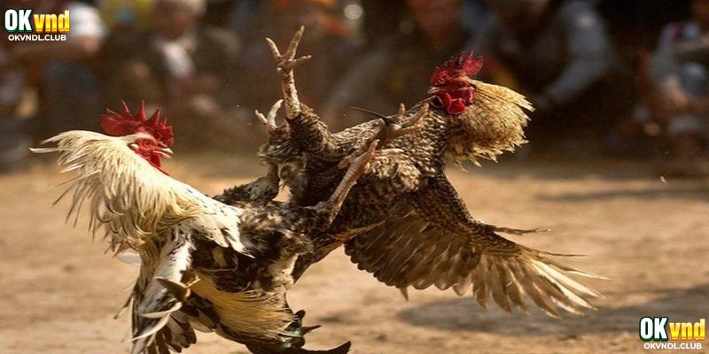 Đá Gà Cựa Dao