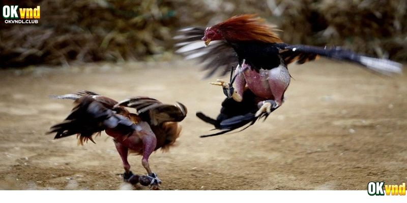 đá gà thomo okvnd